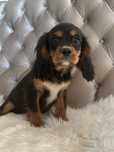 Piesek Cavalier King Charles Spaniel