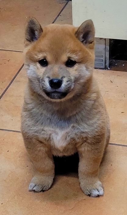 Shiba inu szczenię