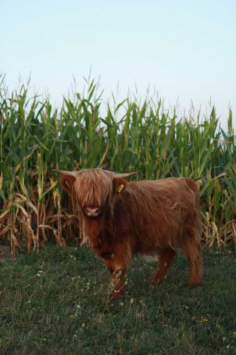 Byk Highland Cattle byczkii piękne zadbane