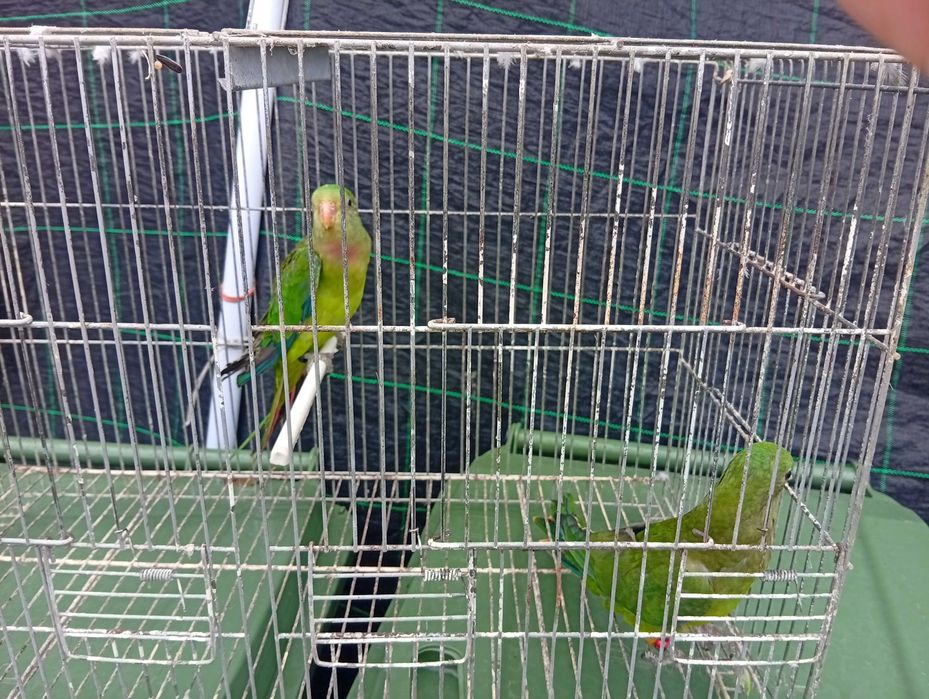 Ring necks barrabands kakariquis e red rumped