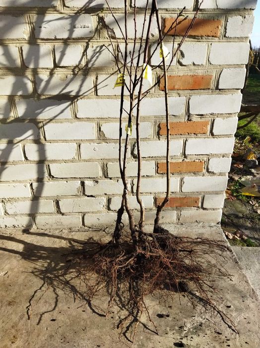 Саджанці сливи, вартість 100 грн