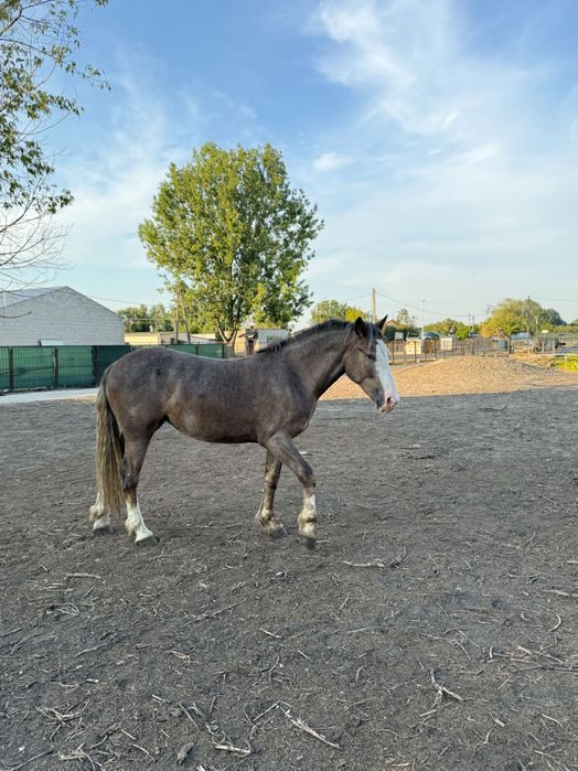 Koń klacz 2 letnia typ pogrubiony kasztanowata w siwiźnie