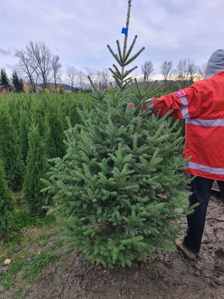 Świerk srebrny, choinki prosto z PLANTACJI, swierki HURT DETAL