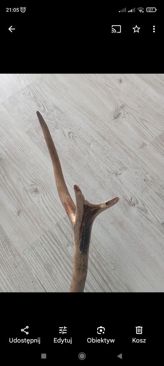 Poroże jelenia sprzedam