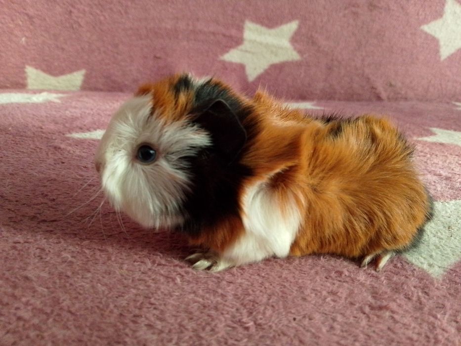 Świnka morska mix peruwianka ( samiec)