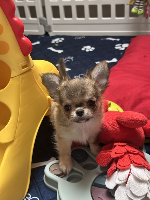 CHIHUAHUA  chłopiec  długowłosy :)