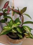 Planta da cera tons rosa.