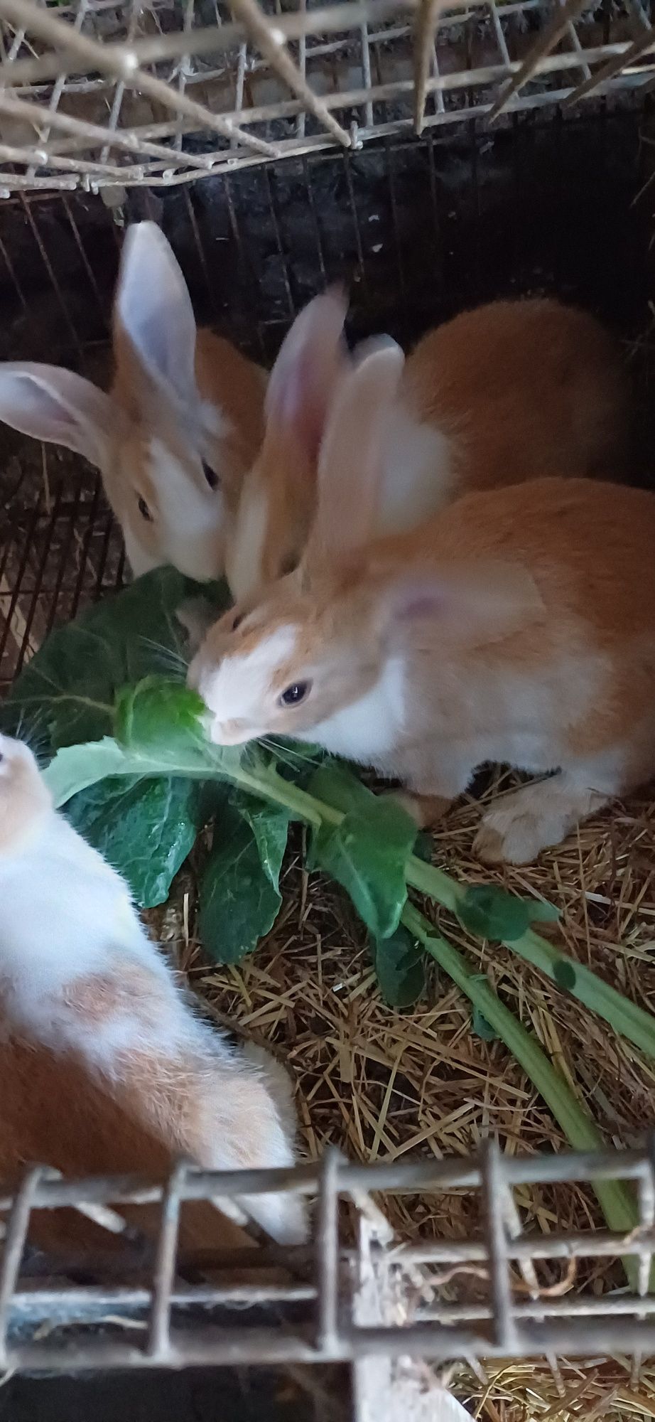 Coelhos de criação