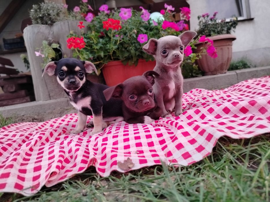 Śliczne -szczenię Chihuahua