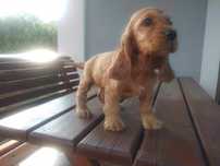 Cocker spaniel angielski