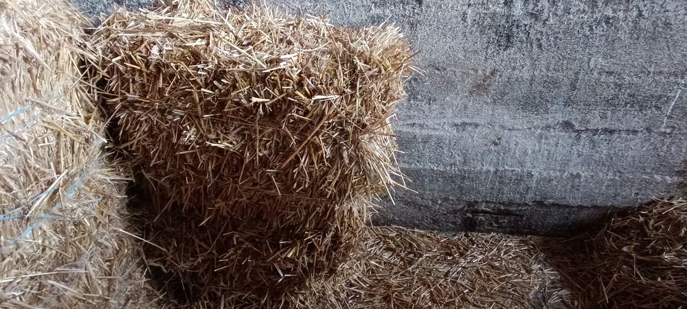 Kostki słomy żytniej, ciuki