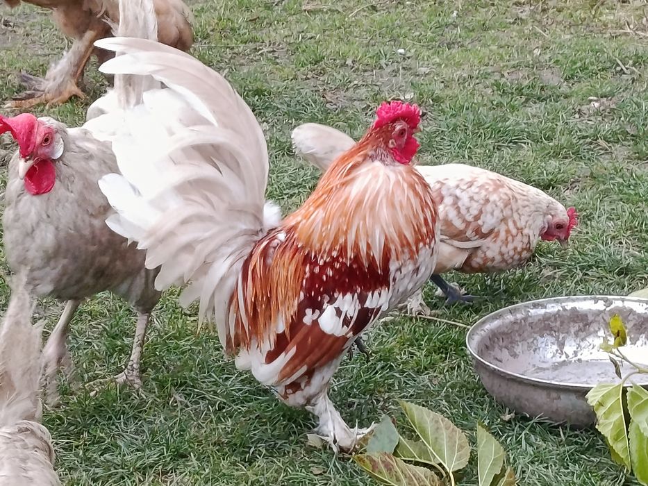 Koguty karzełki liliputy