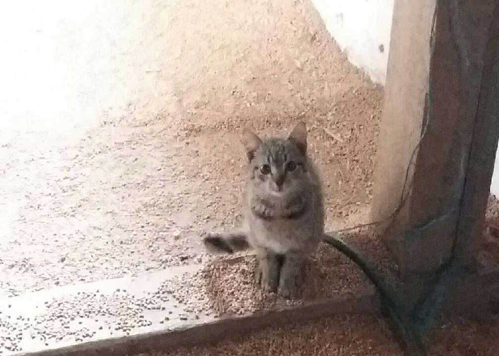 Oddam kotka w dobre ręce