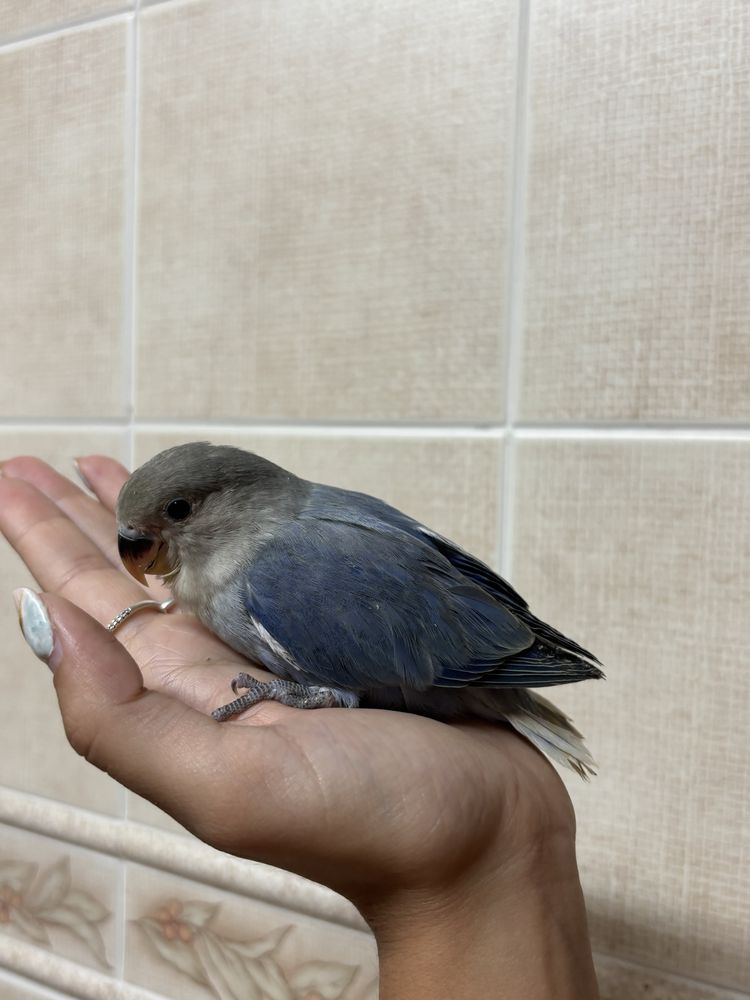 Agaporni domesticado