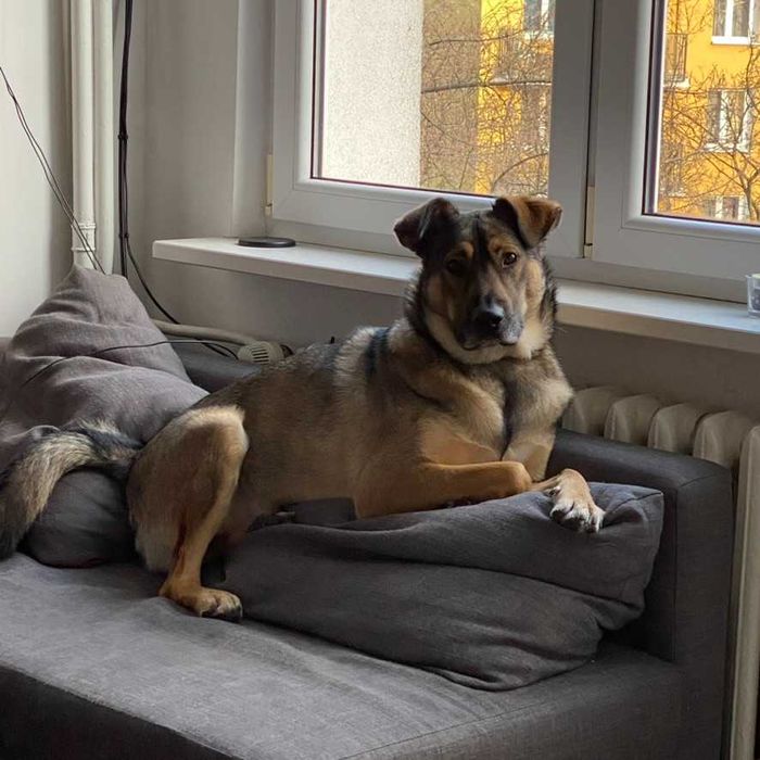 Wykastrowany pies w typie owczarka Belgijskiego. WARSZAWA