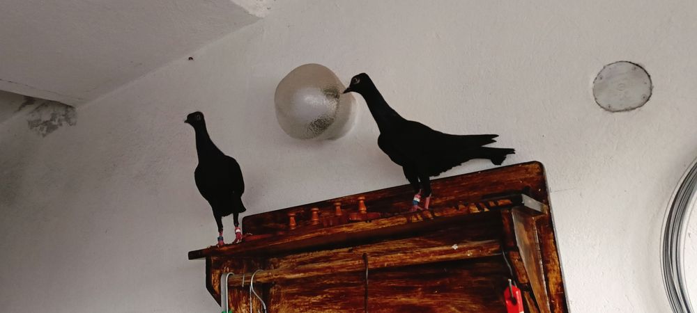 Sprzedam Wiedeńskie z roku 2025 /2024.