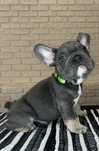 Французький бульдог/French bulldog