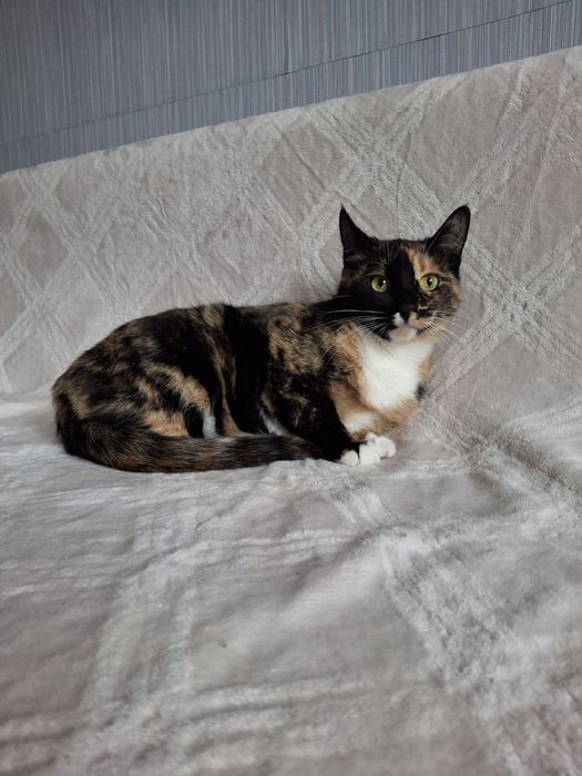 Трёхцветная стерилизованная кошечка подросток ищет дом! В хорошие руки