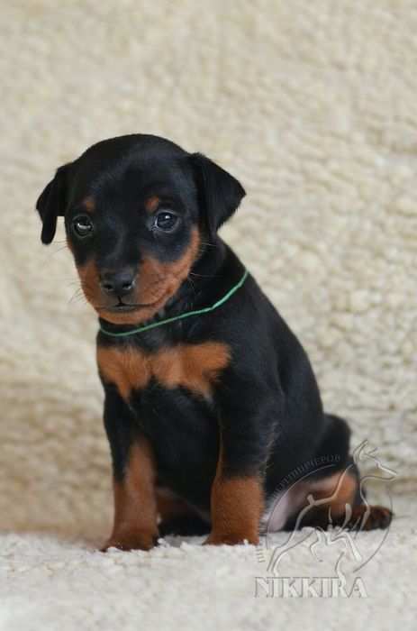 Дівчатка мініатюрного(цверг) пінчера