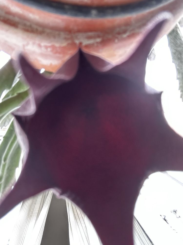 Stapelias variadas