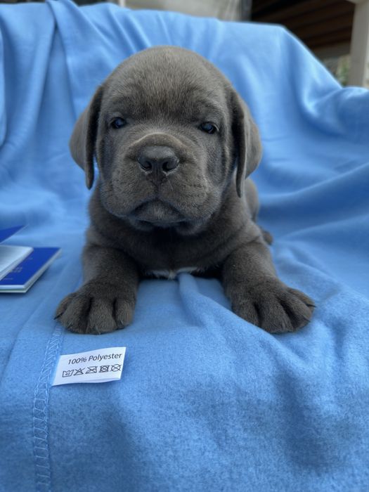 Кане-Корсо хлопчик 1,5 міс. Річі