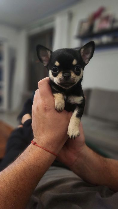 Szczenięta Chihuahua