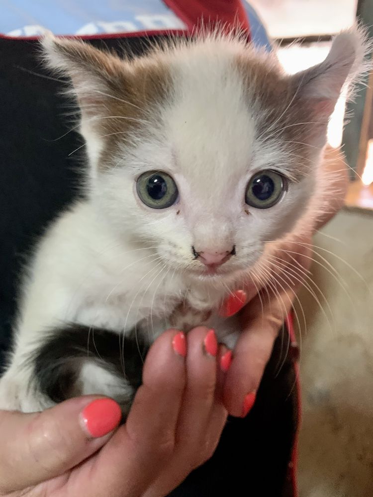 Gatinho para adoção