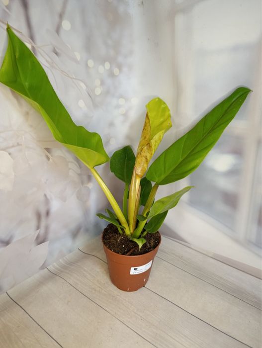 Філодендрон Бразилія,Лайт Грін,Веррукозум,Ксанаду.Алоказія.