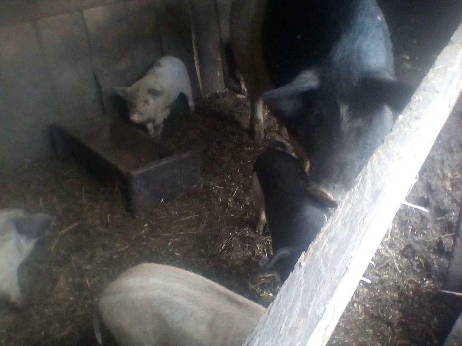 Продам поросята кармалы (венгерская пуховая мангалица+корейская)