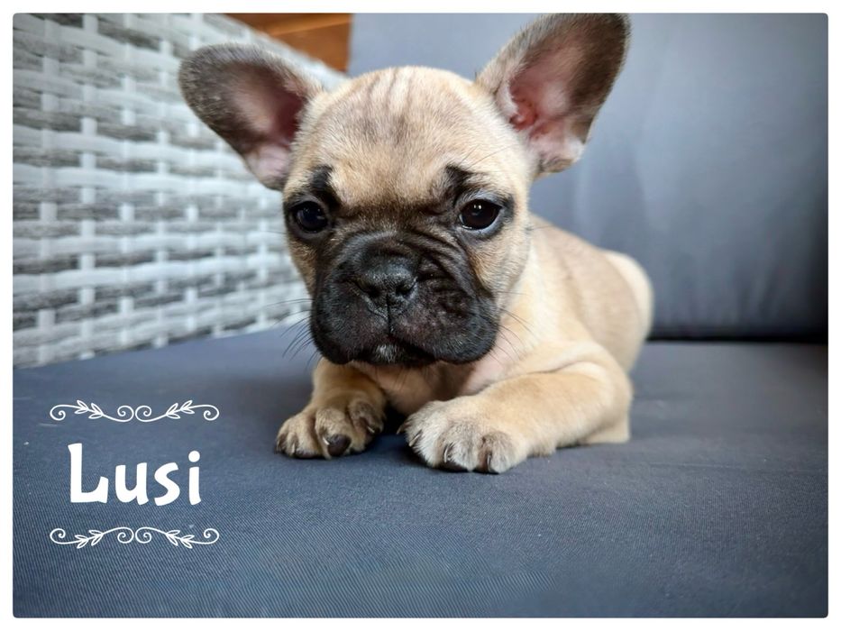 Buldog Francuski