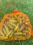 Ogórek gruntowy 10.kg
