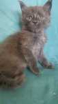 Niebieska kotka Maine Coon