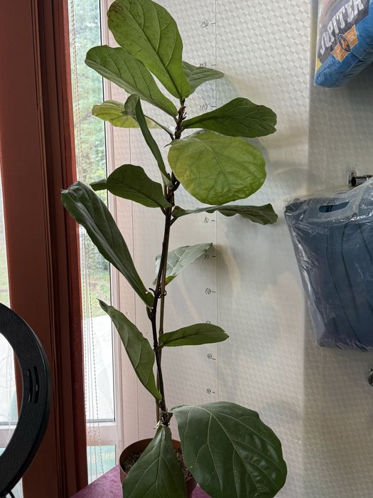 Фікус лірата  кімнатні рослини