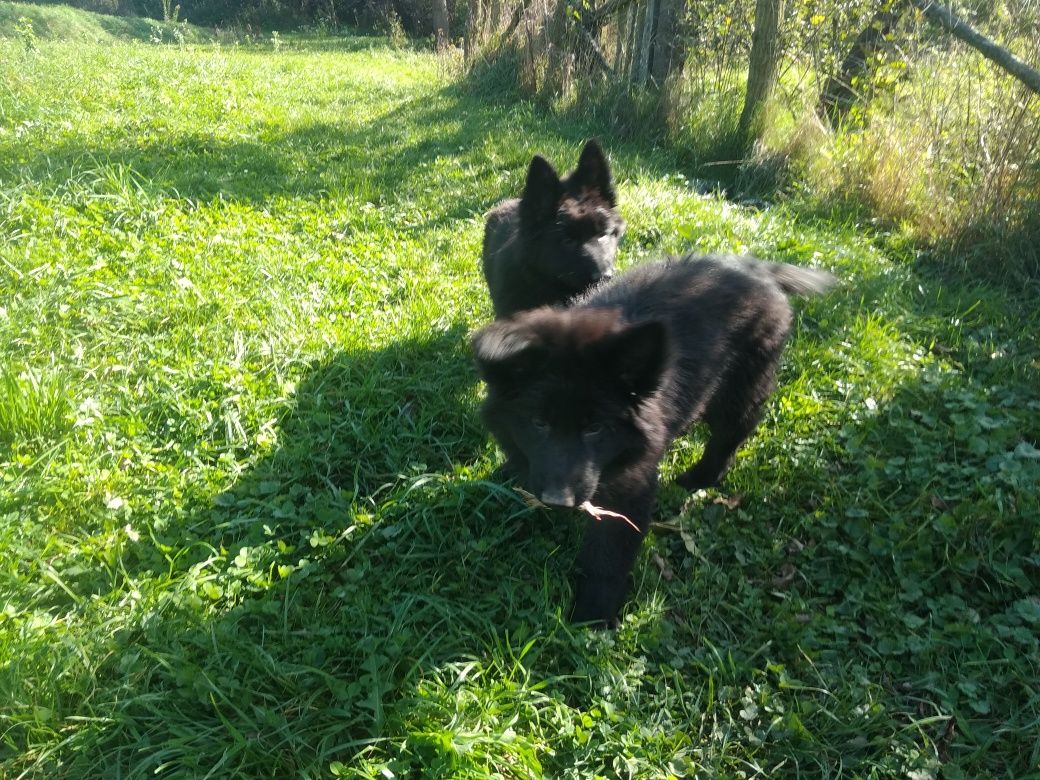Owczareki niemieckie czarne zwiastun miotu