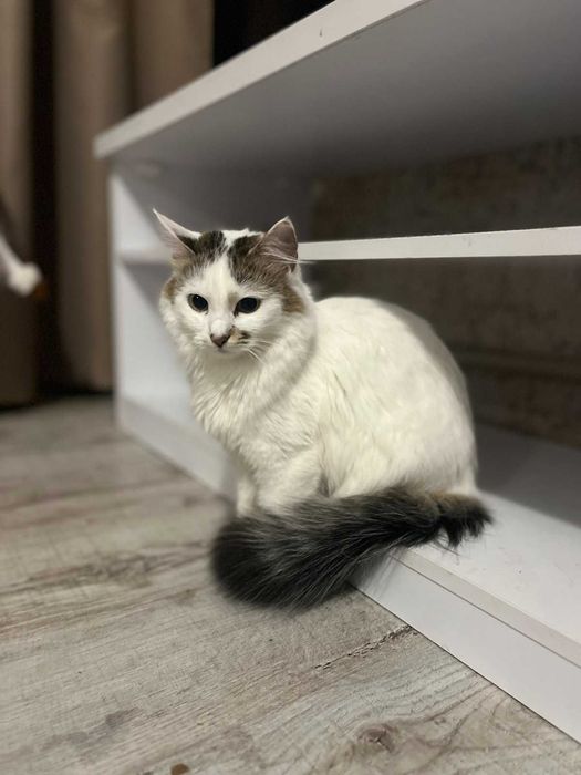 Вишукані киці шукають Сім'ю