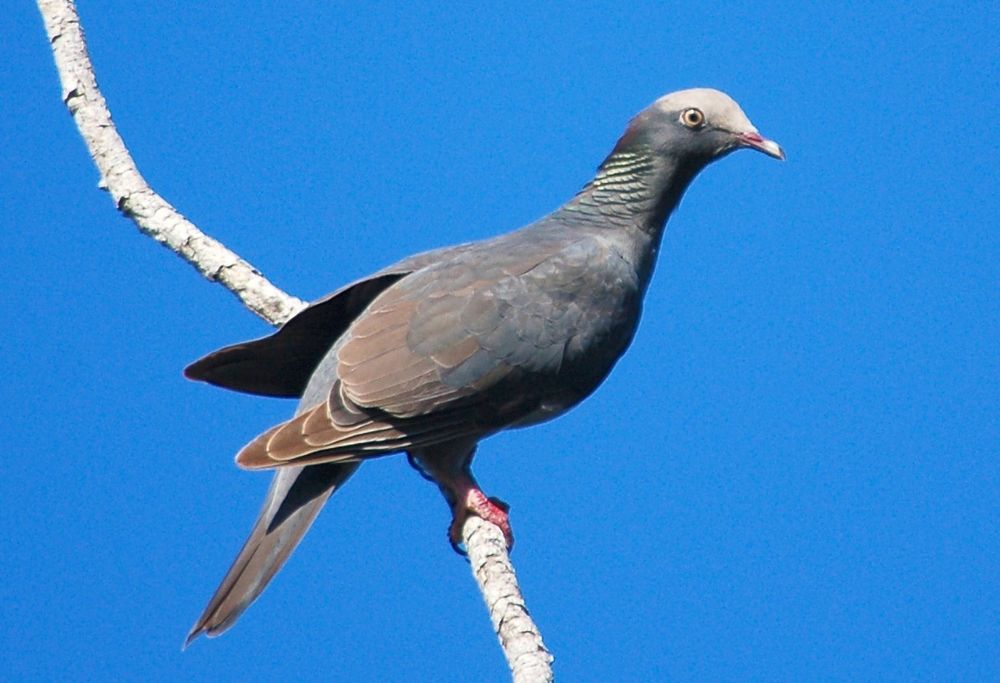 Patagioenas leucocephala