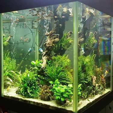Оформление и чистка аквариумов, рыбки, коряги растения.