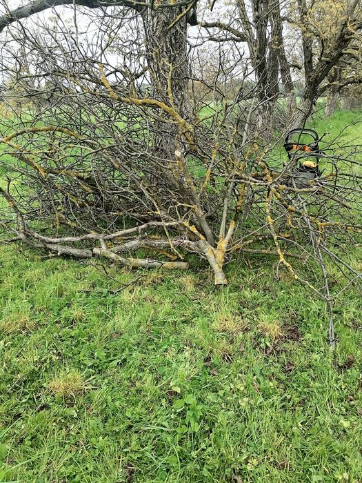 Gałęzie z orzecha za DARMO