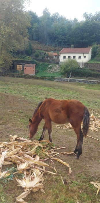Quatro poldros garranos para venda.