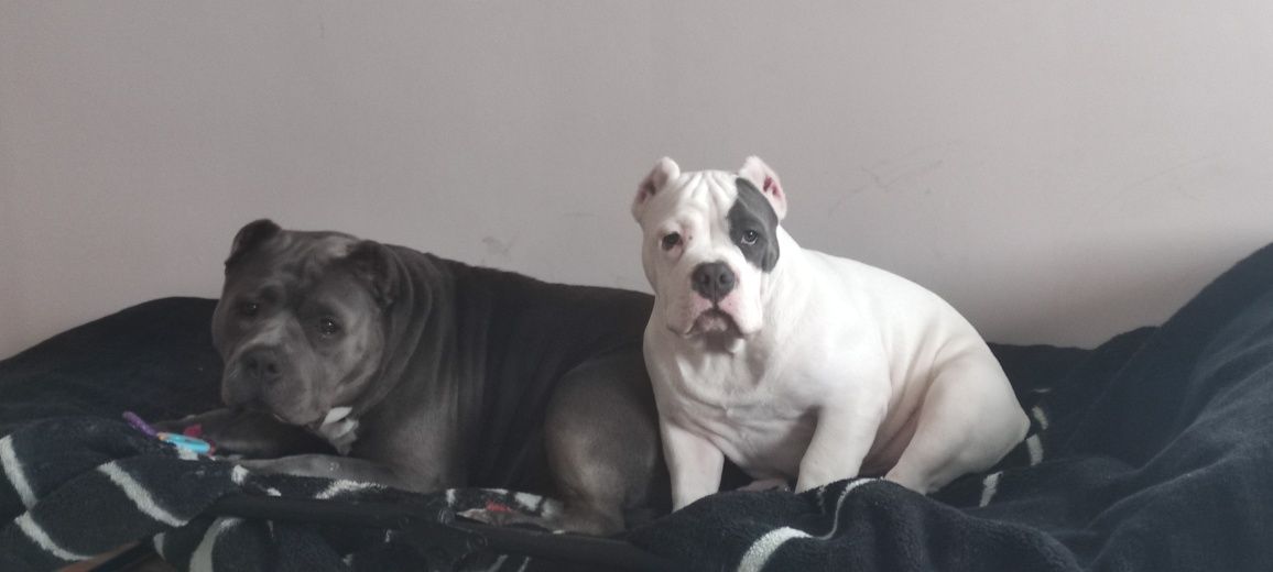 American bully puppy Ambully standard