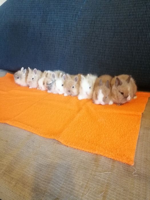 Króliczki karzełki króliki miniaturki