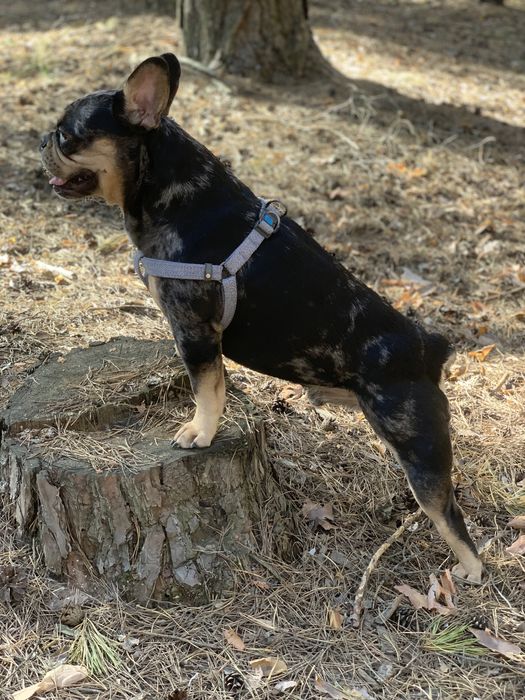 Вязка французский бульдог