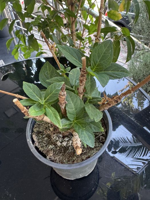 Продам гортензии