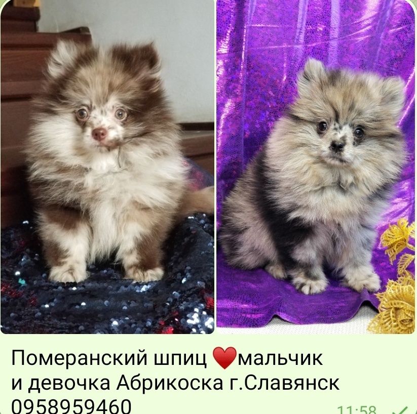 Девочка и мальчик померанский шпиц