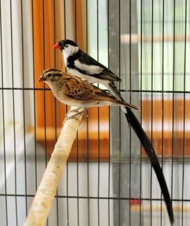 Aves exóticas anilhadas 2024/2025
