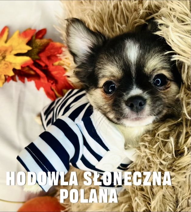 Chihuaua dł.włos z Rodowodem do odbioru