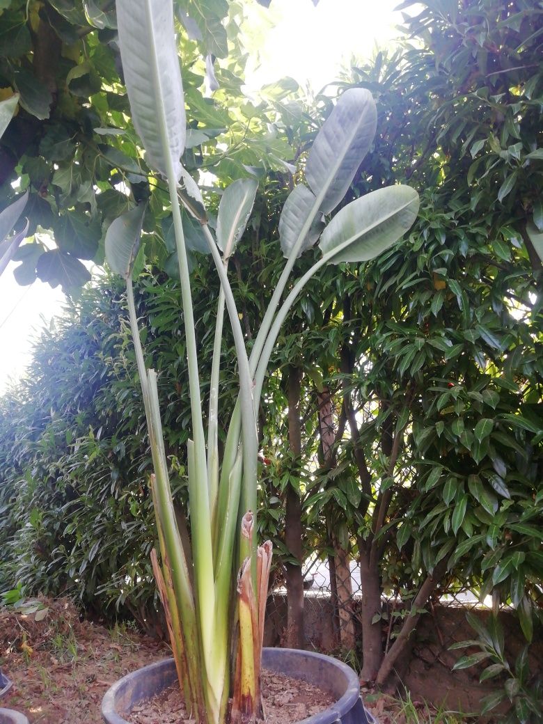 Estreliçias gigantes