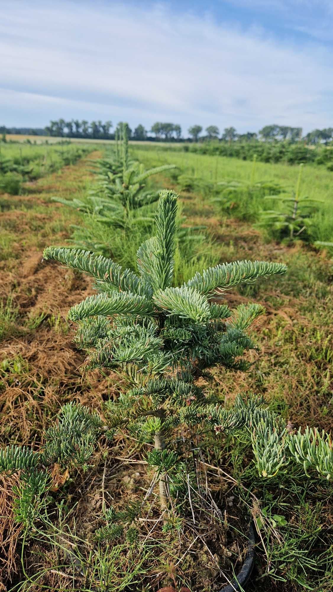 Jodła Szlachetna (Abies Procera Nobilis) w donicy, wysokość 40 cm