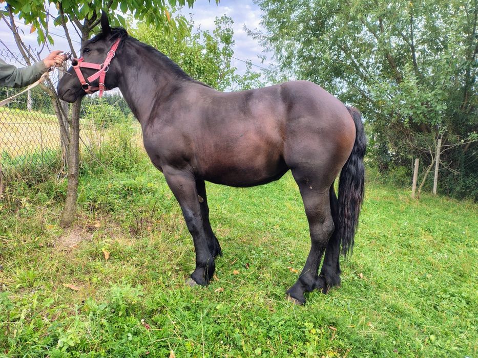 Źrebica zimnokrwista