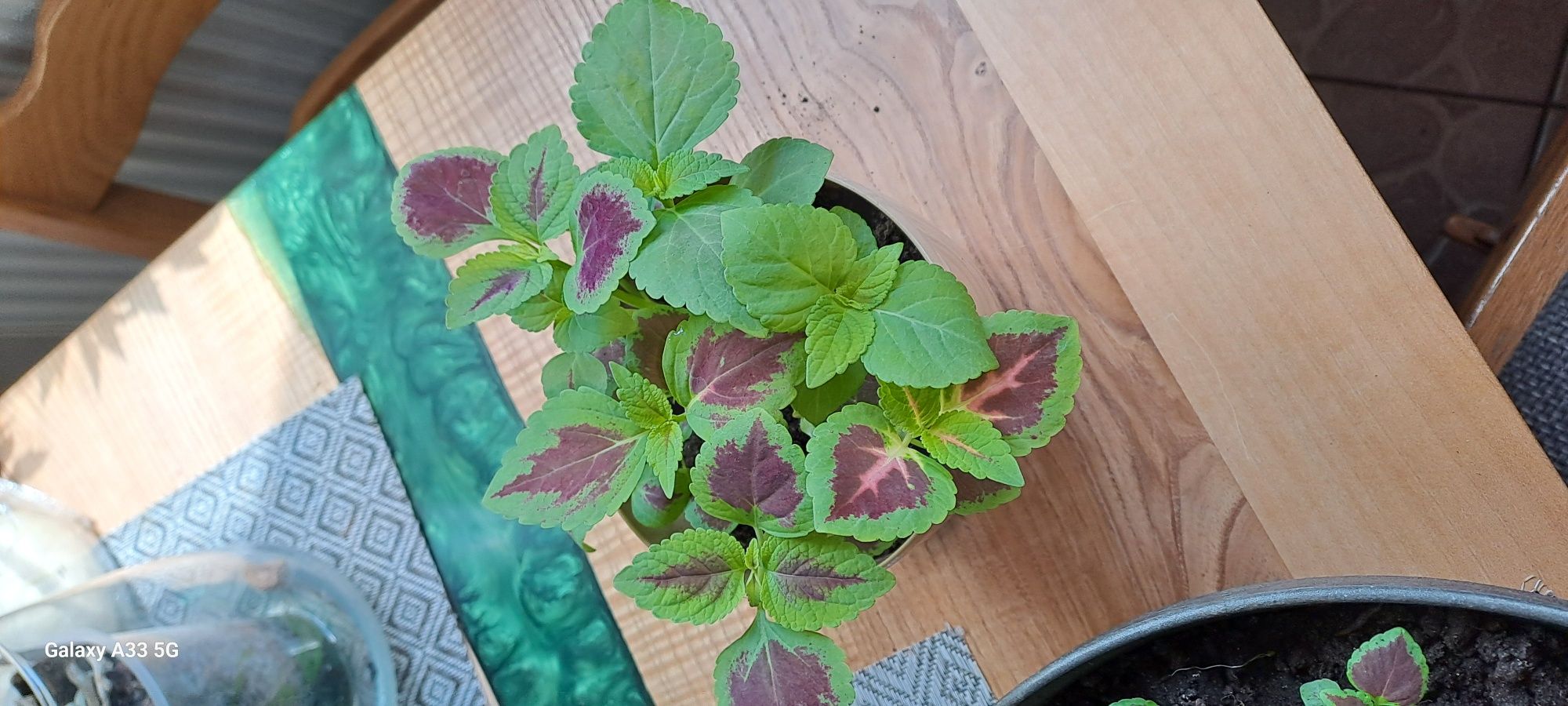 Coleus/Pokrzywka